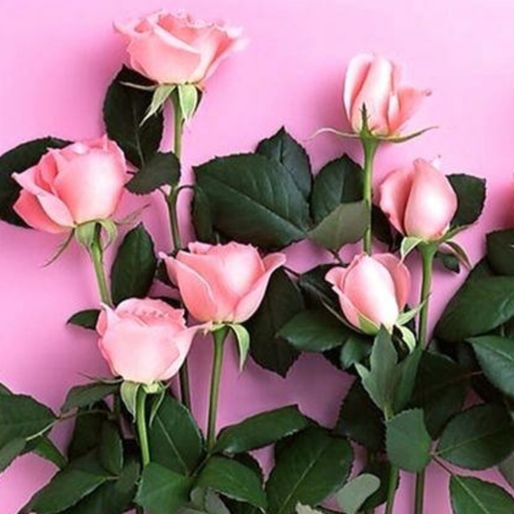 Meet your Posher, Anarosa - Picture 1 of 1